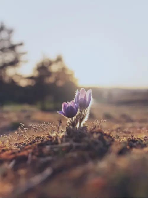 Una flor creciendo en el campo